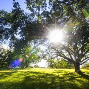 Curso de Operaciones auxiliares de preparación del terreno, plantación y siembra de cultivos agrícolas